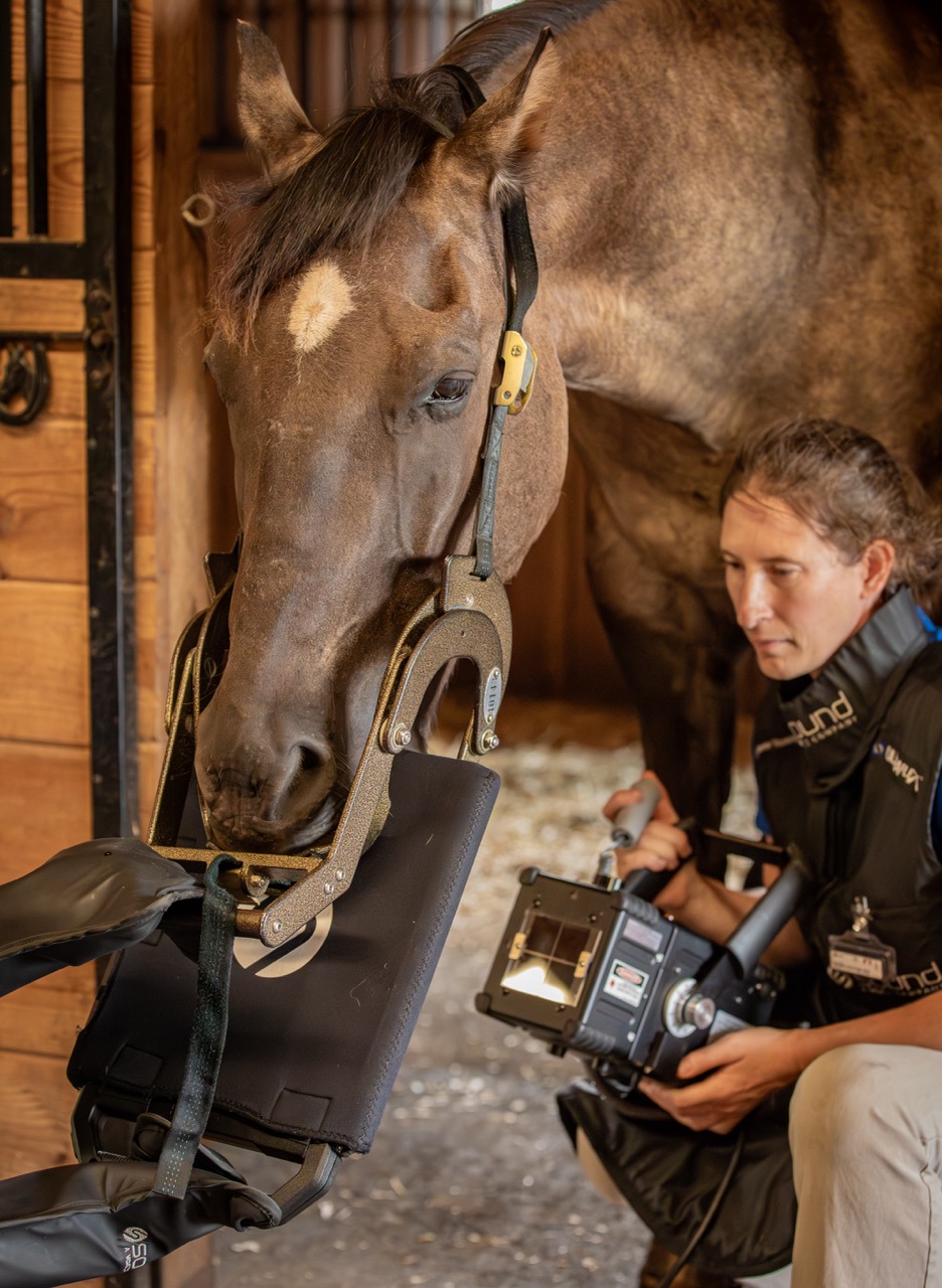 Equine dental procedure